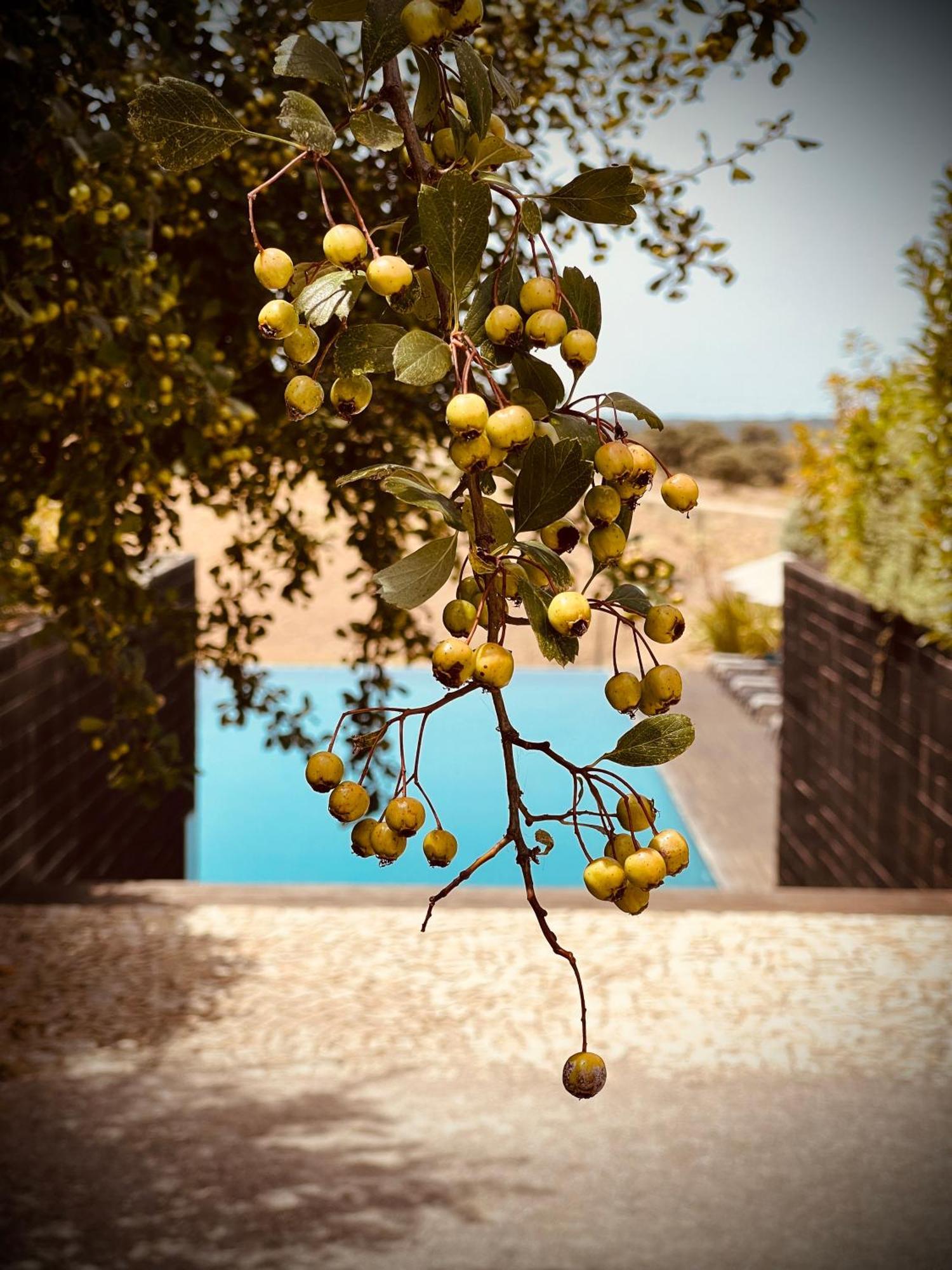 אביס Herdade Da Cortesia Hotel מראה חיצוני תמונה